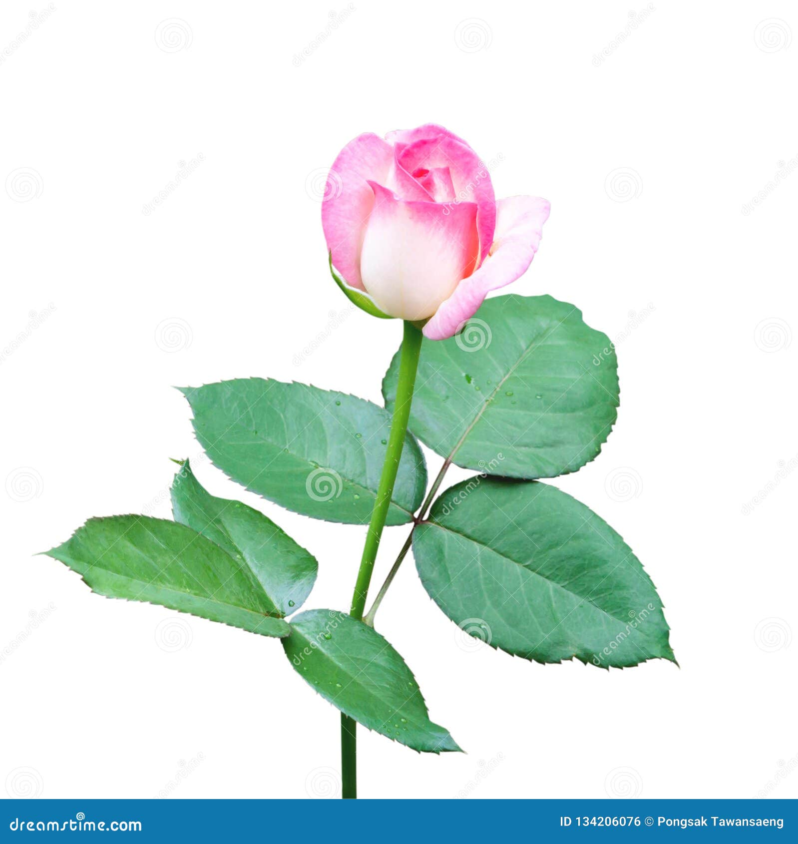 Beautiful Sweet Pink Rose Bud Flower Isolated On White Background Love