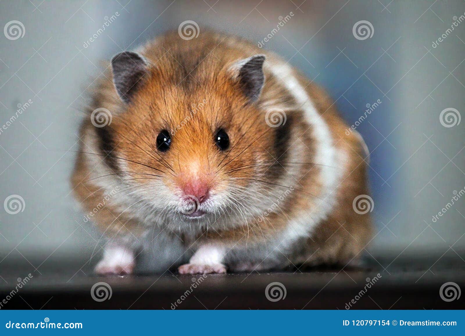 Syrian Vs. Siberian Hamsters