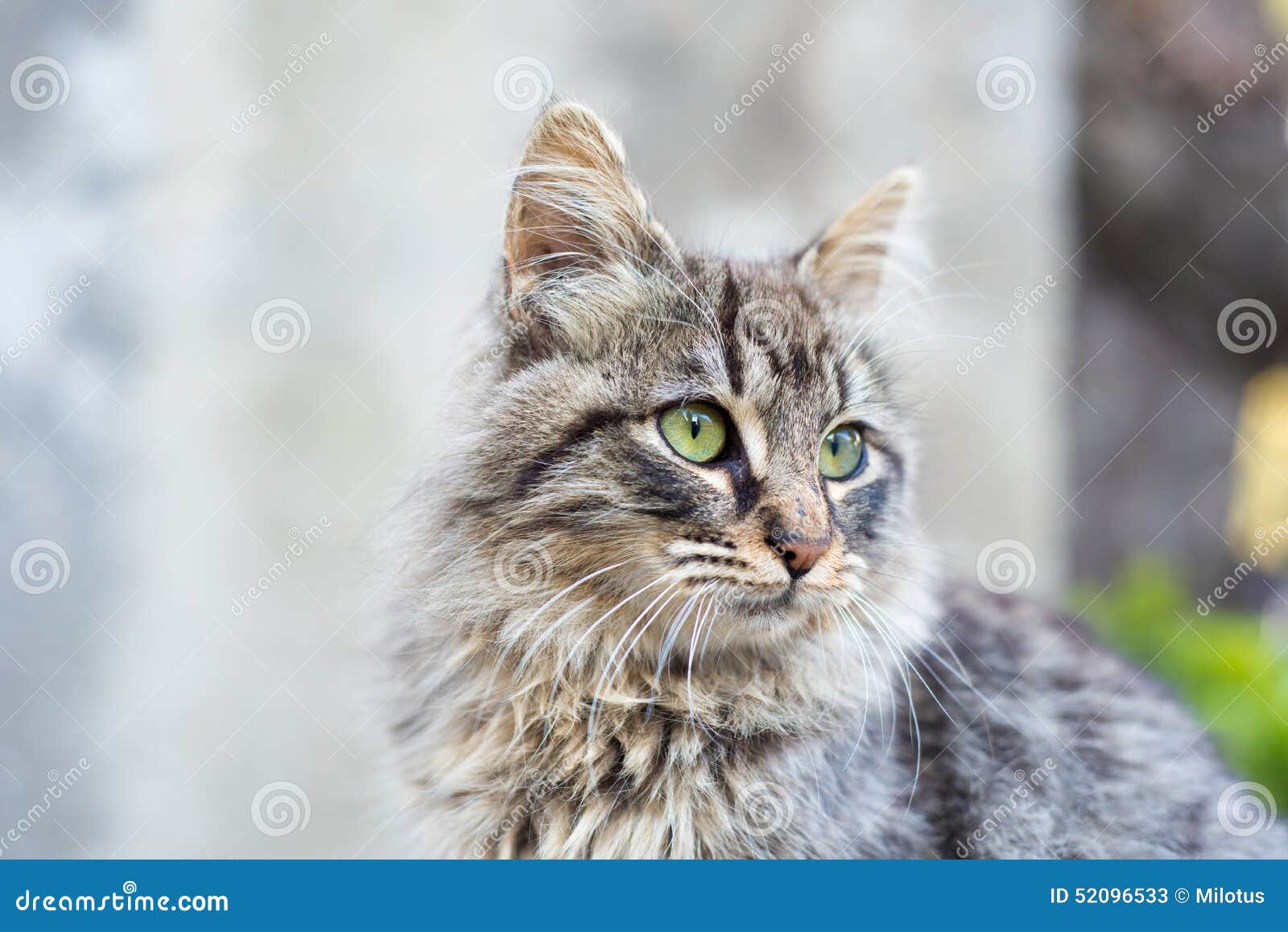 1,675 Beautiful Tabby Cat Long Fur Green Eyes Stock Photos - Free &  Royalty-Free Stock Photos from Dreamstime