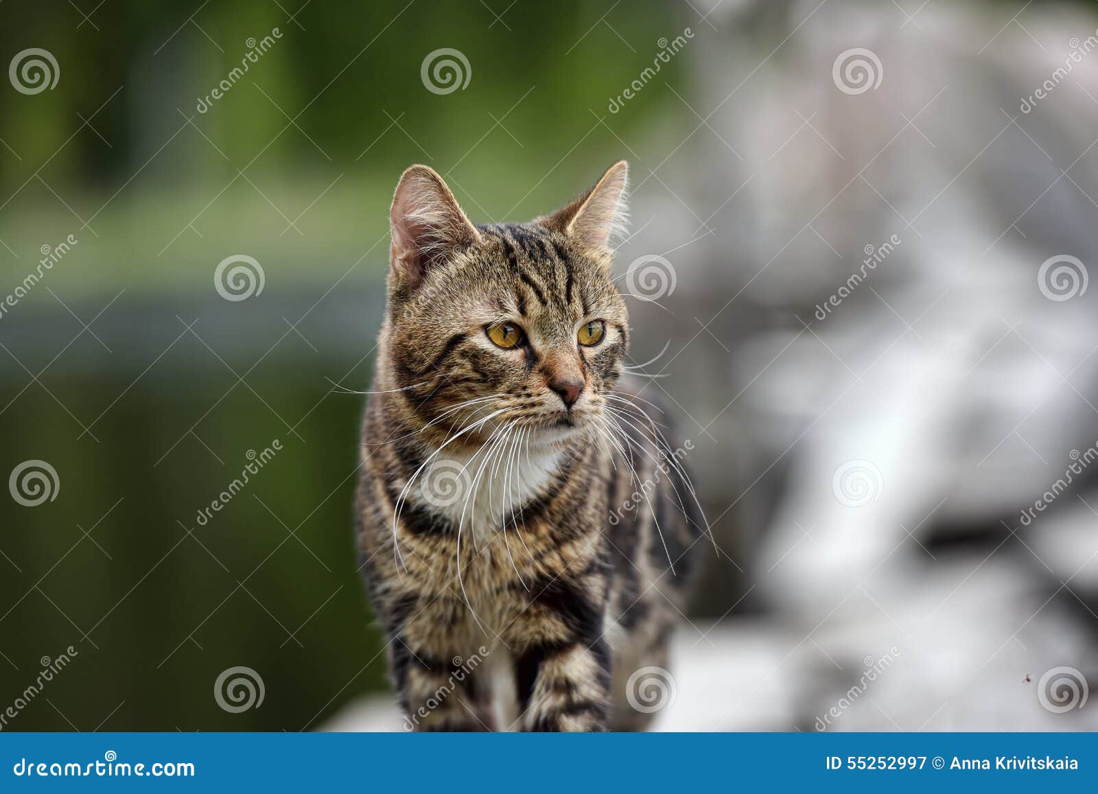 Beautiful Tabby Cat Outdoor Stock Image Image of funky, ground 55252997