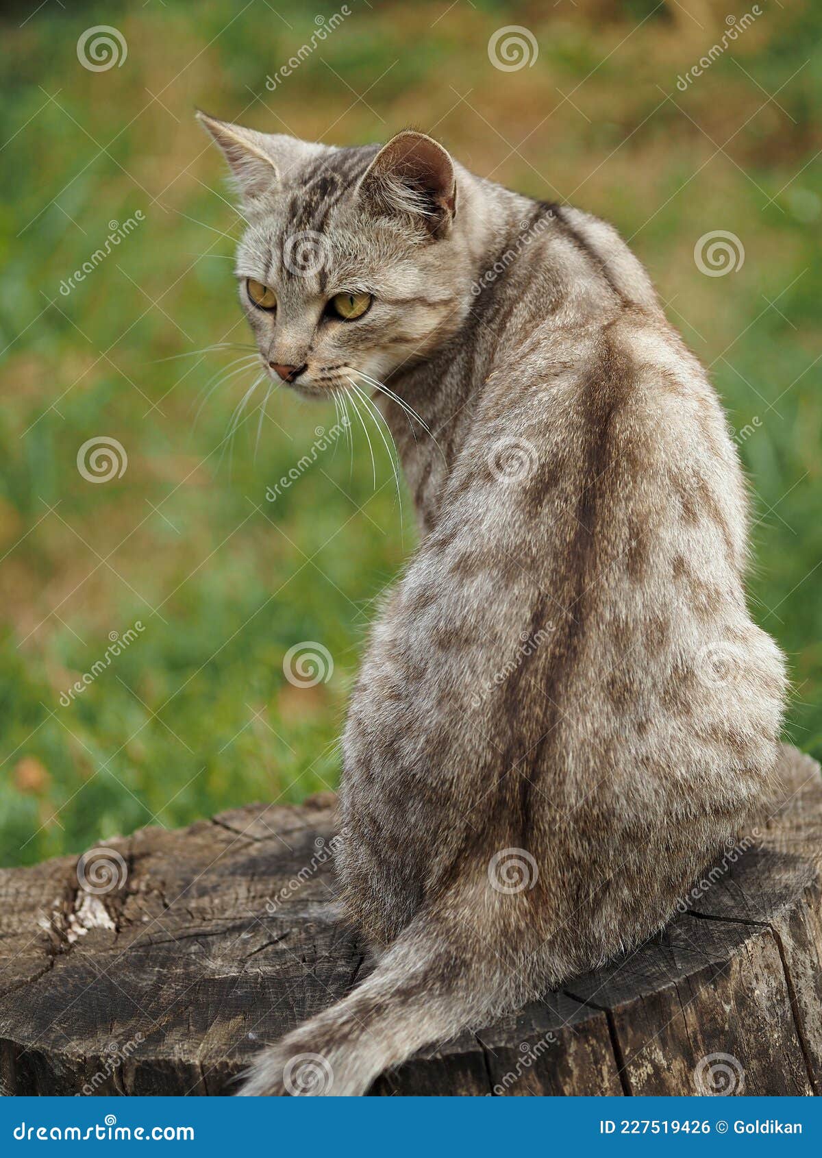 Young Agouti Tabby Stock Photos Free & RoyaltyFree Stock Photos from