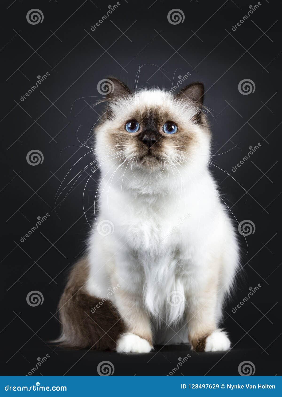  Beautiful  Tabby Point Sacred Birman  Cat  Kitten  Isolated 