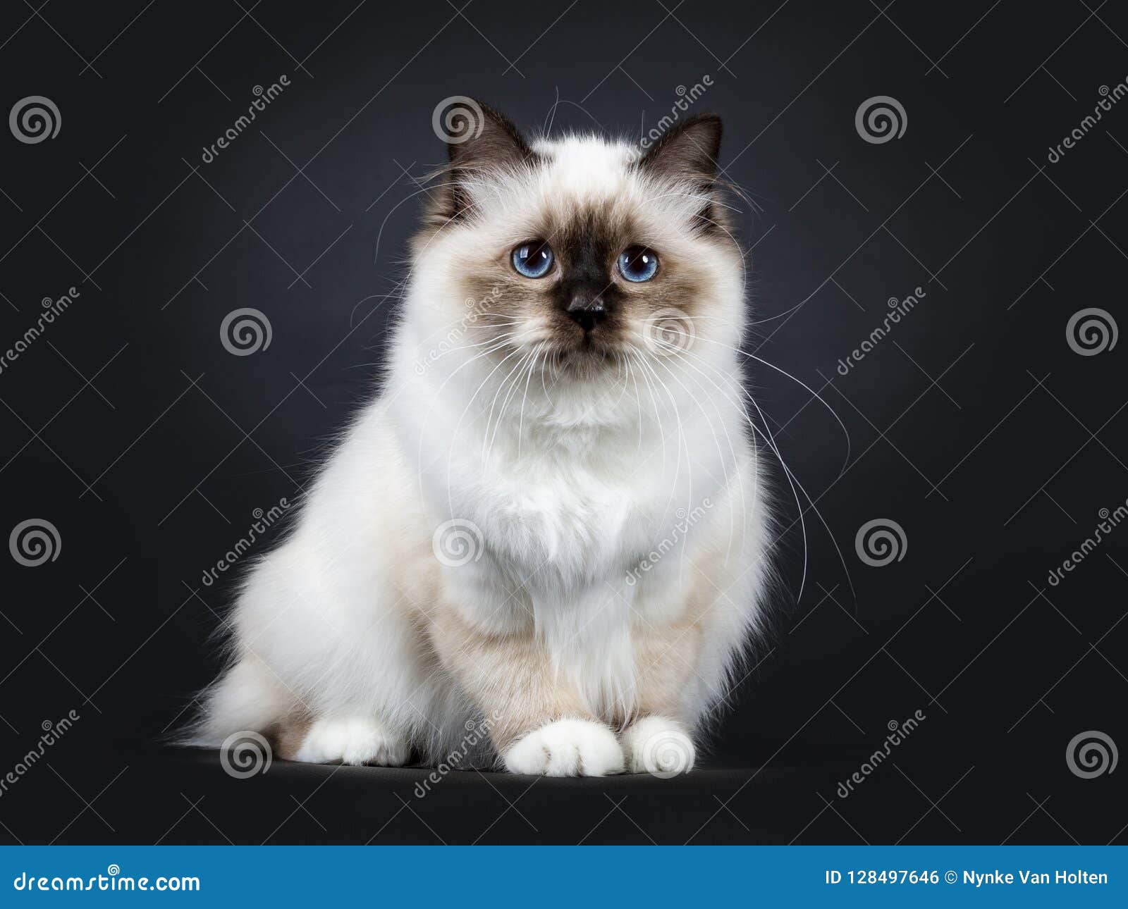 Beautiful Tabby Point Sacred Birman Cat Kitten, Isolated on Black ...