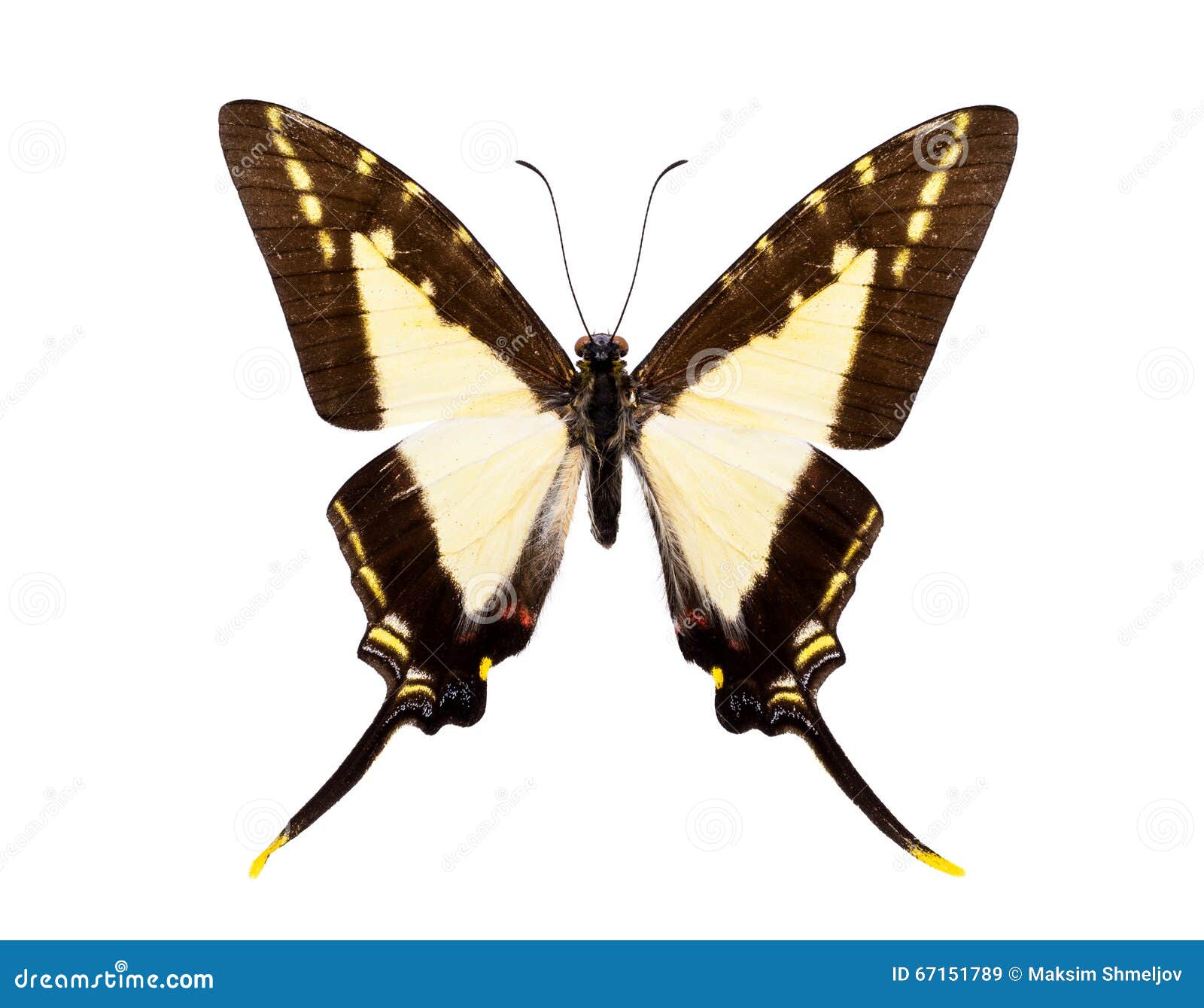Peruvian Swallowtail Butterfly Eurytides leucaspis leucaspis Male Folded FAST 