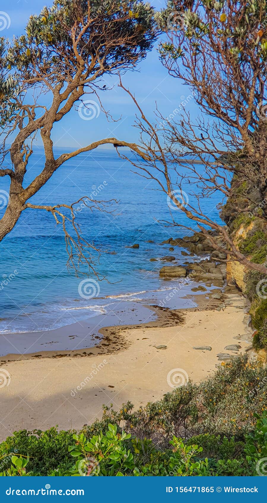 Beautiful Tall Greenery Near the Coast of the Sea Stock Image Image
