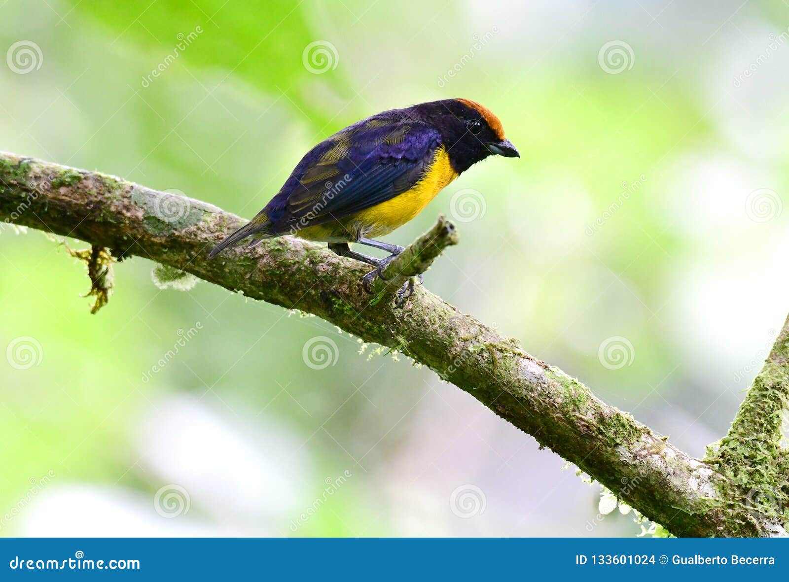 tawny-capped euphonia euphonia anneae on a tree branch