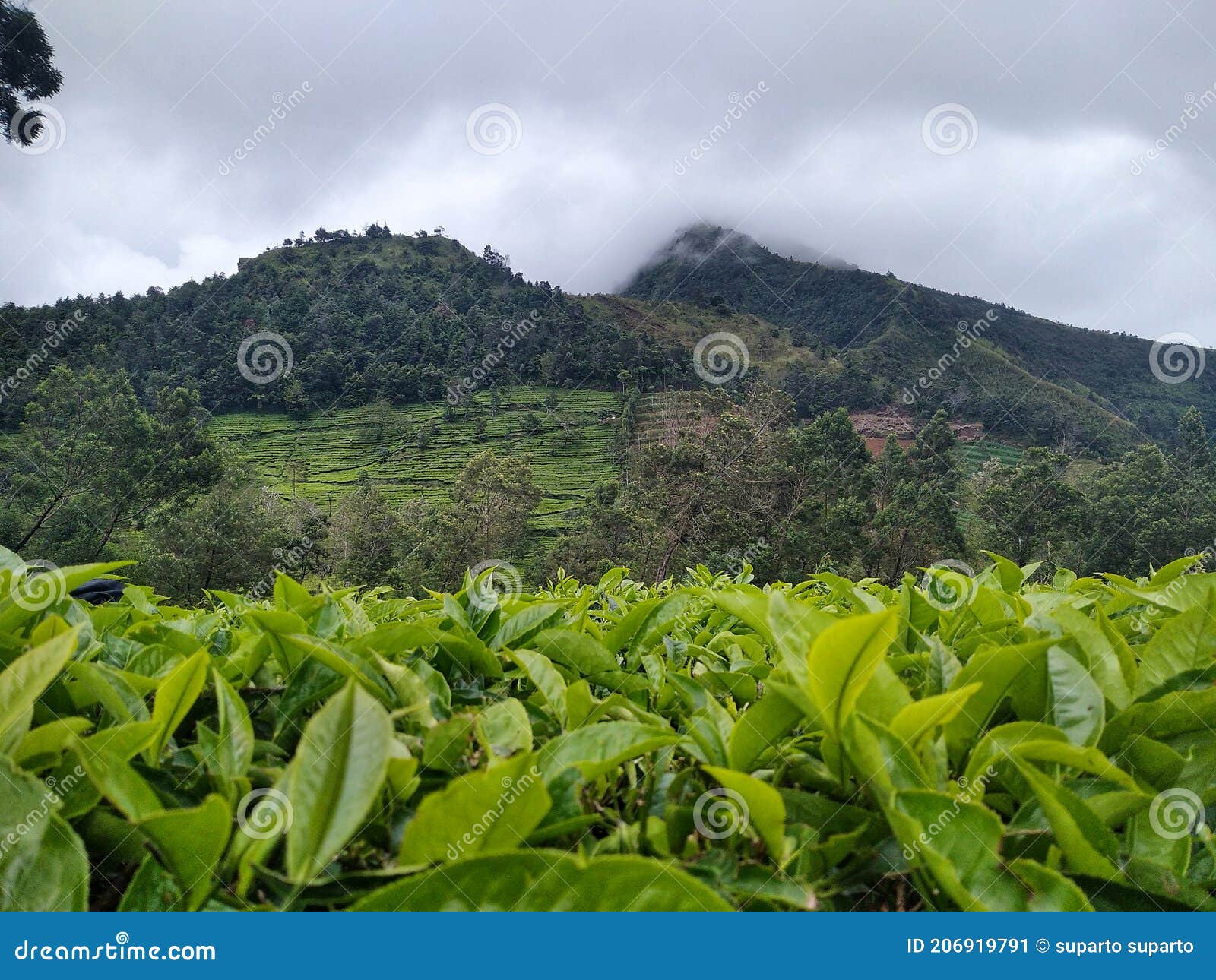 A Beautiful Tea Garden Near the Mountain Stock Image Image of gunung
