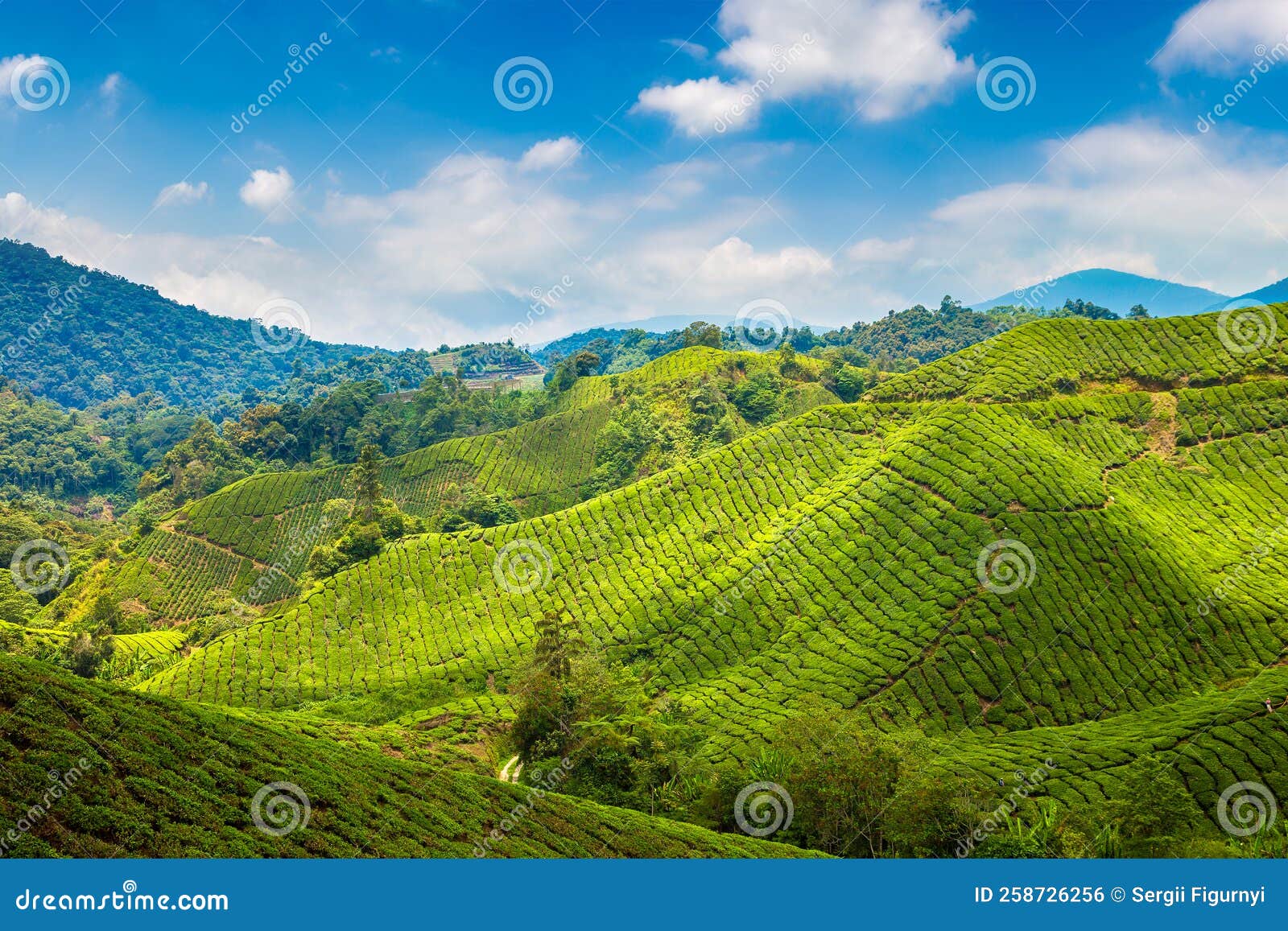 Beautiful Tea plantations stock photo. Image of bush 258726256