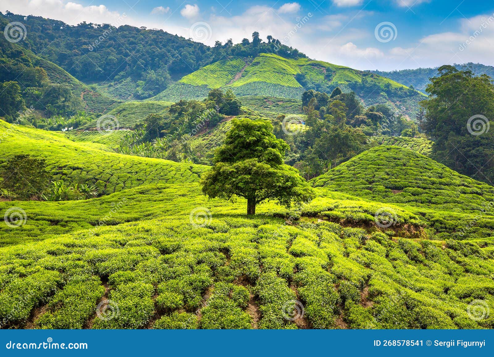 Beautiful Tea plantations stock image. Image of agriculture 268578541