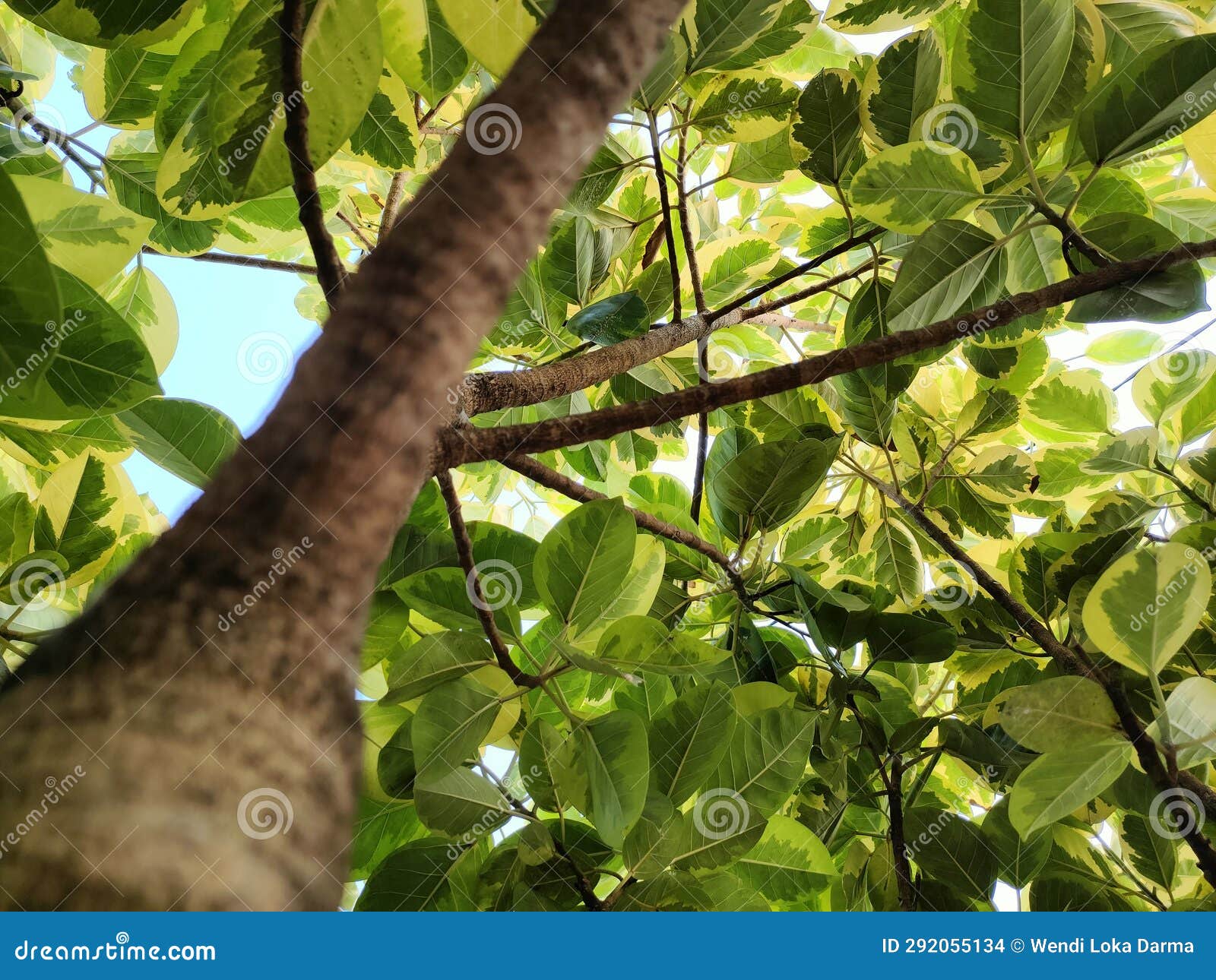 The Beautiful Teak Tree with Green Leaves Stock Photo Image of trunk