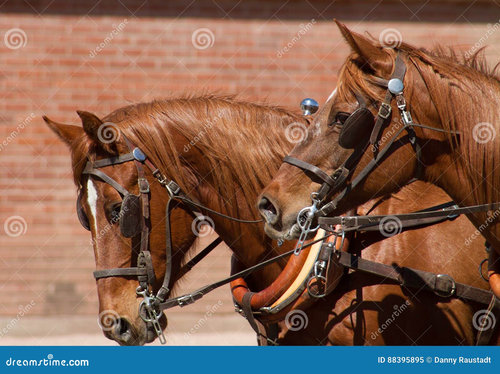 Horses Pulling Carts Stock Photo 119803962