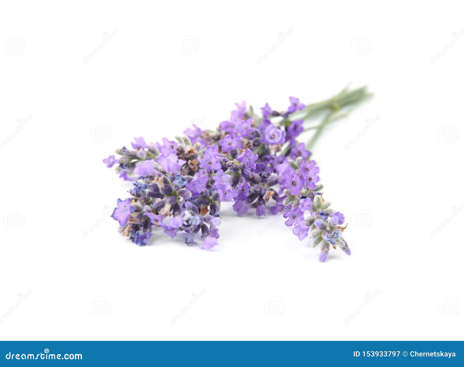 Beautiful Tender Lavender Flowers on White Stock Image Image of aroma