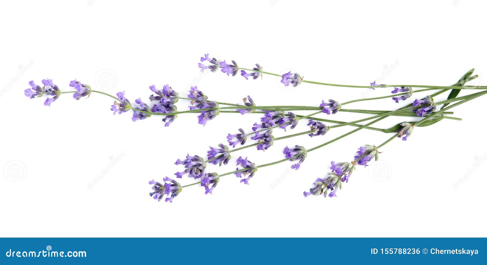 Beautiful Tender Lavender Flowers on White Stock Photo Image of
