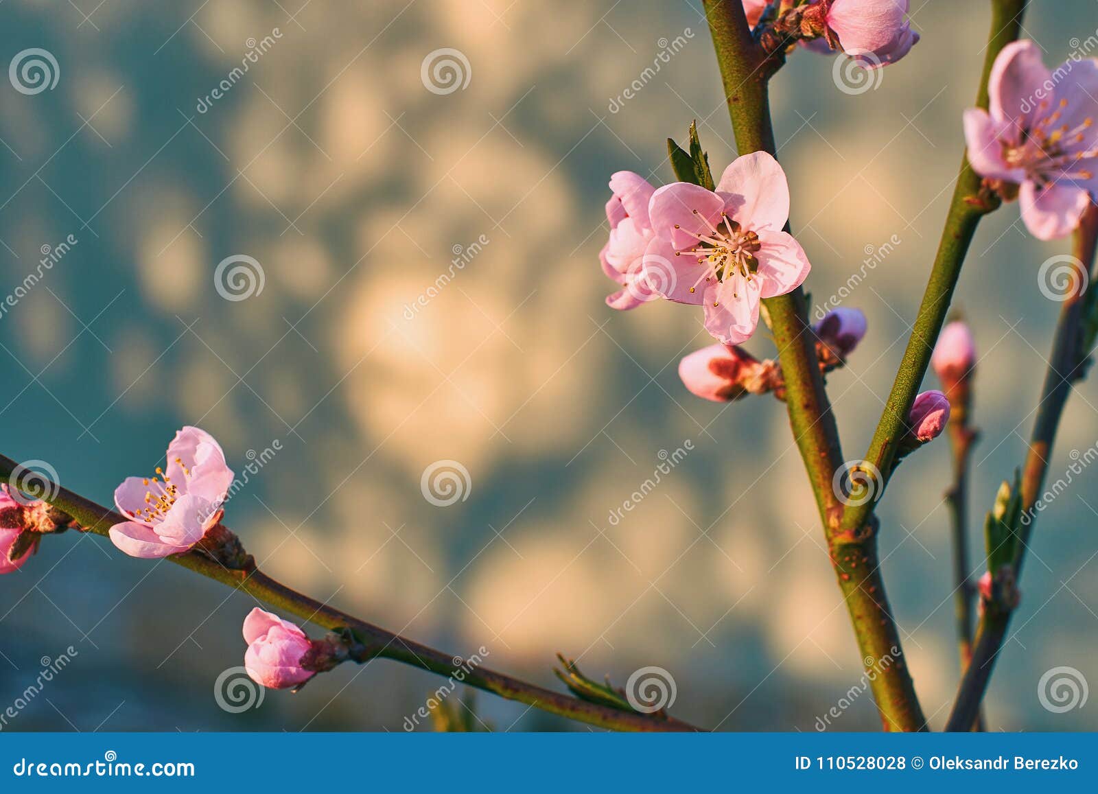 Beautiful Tender Pink Apricot Flowers on a Spring Tree at Sunset Stock ...