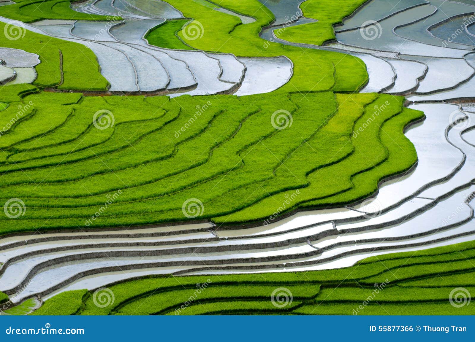 beautiful terraced rice field in mu cang chai, vietnam