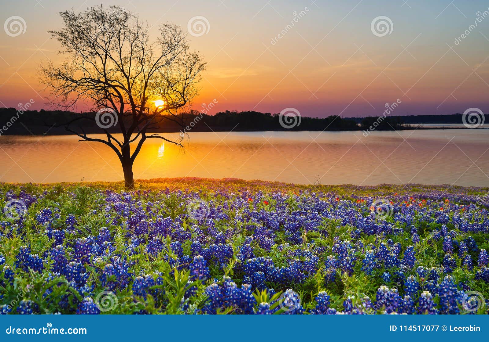 beautiful texas spring sunset over a lake