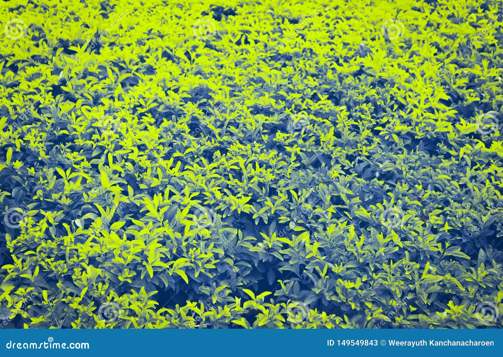 Beautiful Texture Abstract Yellow Green Grass Pattern Background and Wallpapers Stock Image