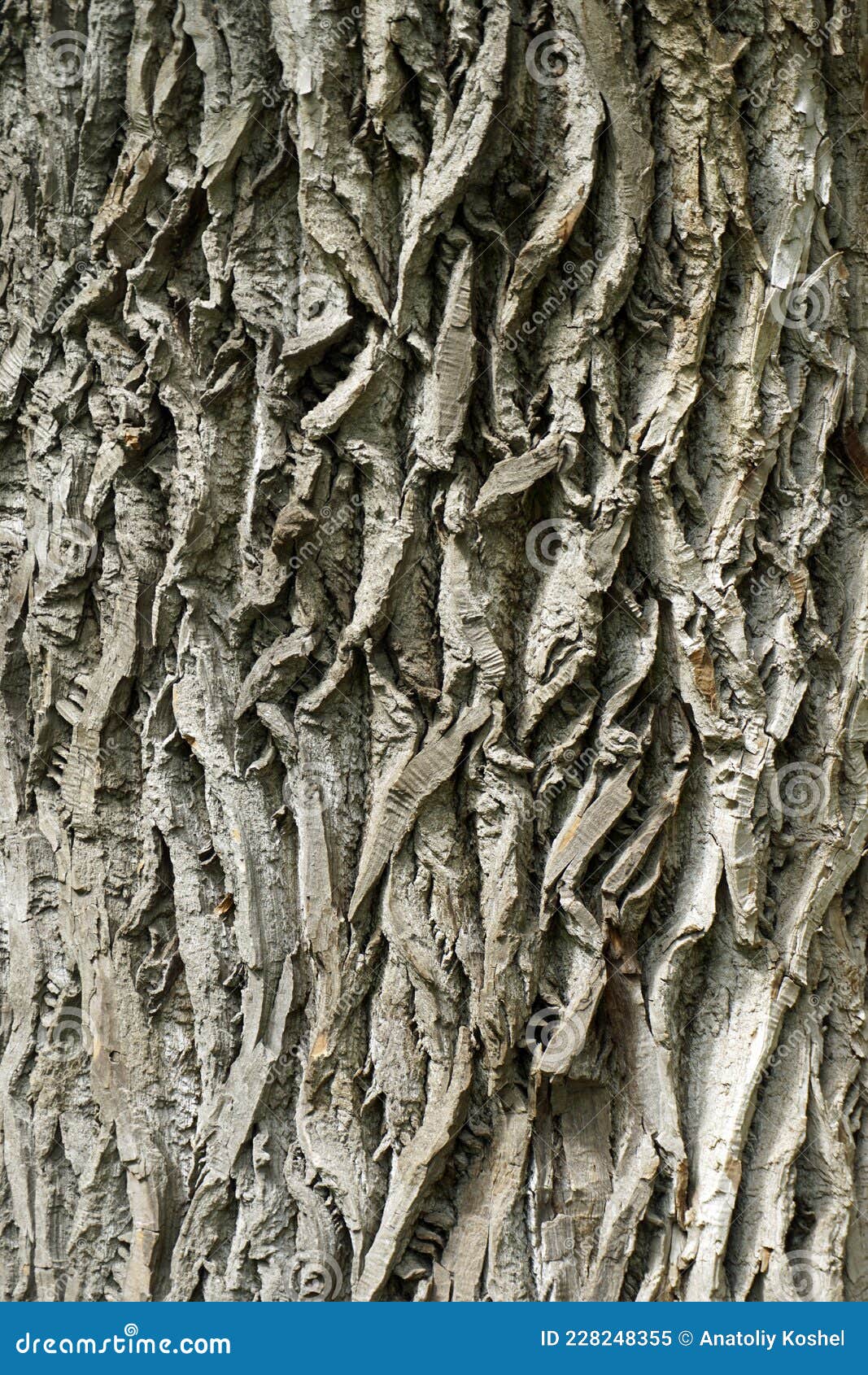 beautiful texture of the surface of the bark of a tree in the park. interes ting relief.