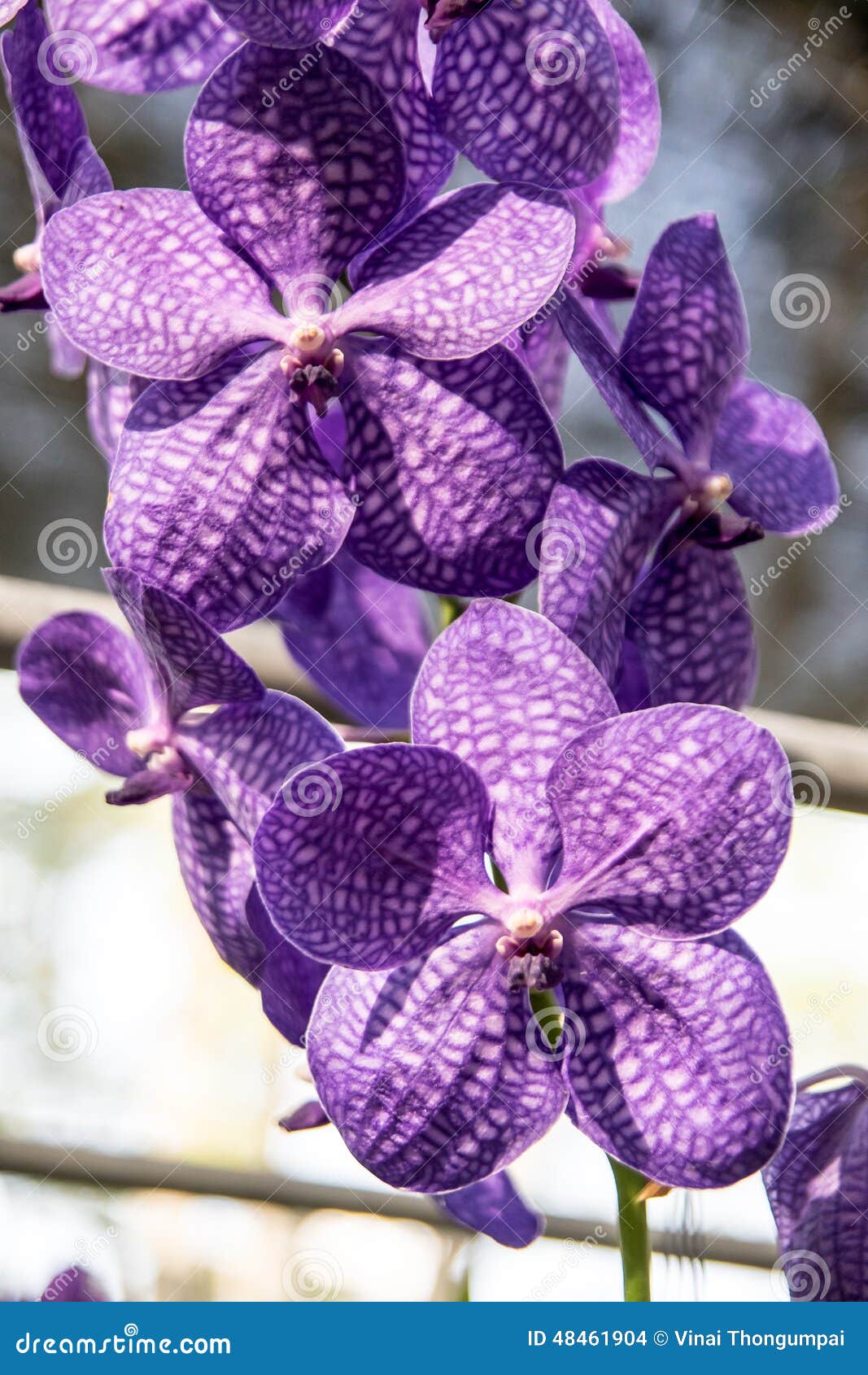 Beautiful Thai Orchid Flower Stock Photo Image of leaf, park 48461904