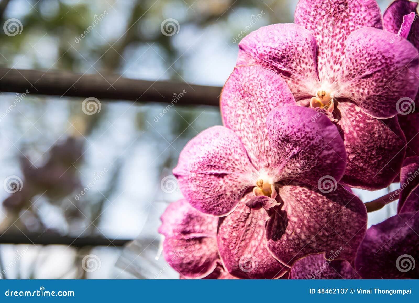 Beautiful Thai Orchid Flower Stock Image Image of foliage, leaves