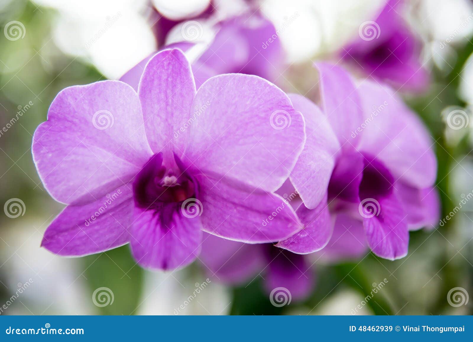 Beautiful Thai Orchid Flower Stock Image Image of orchid,