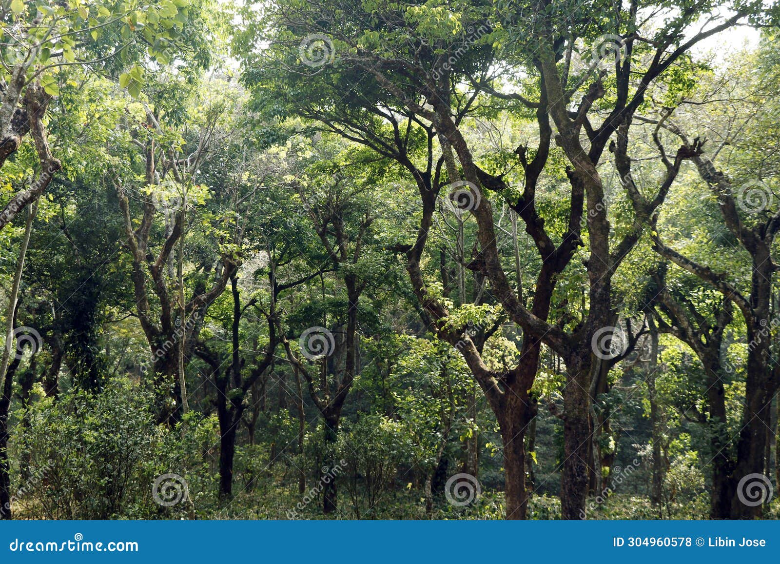 Beautiful Thick Green Trees Forest in Kerala India Stock Photo Image