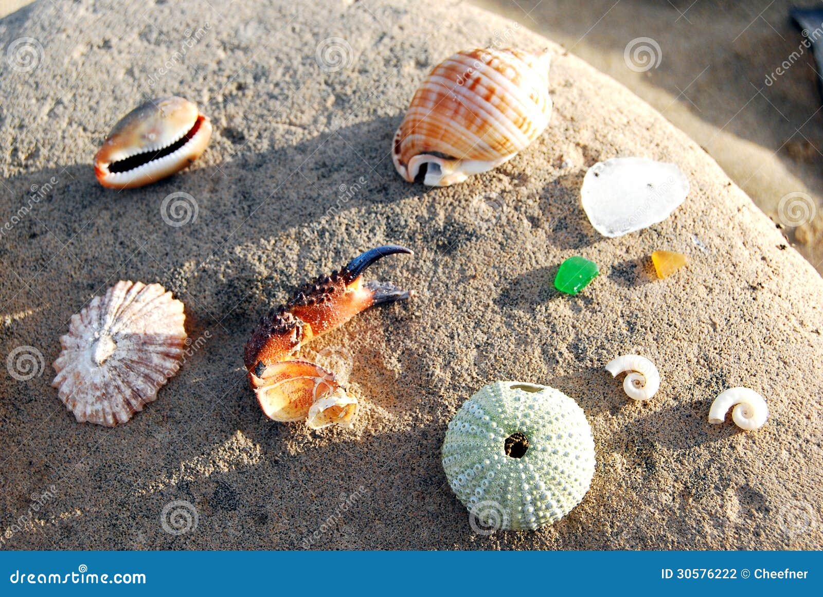 Beautiful Things Get Washed Up the Beaches Stock Photo - Image of ocean,  jetsam: 30576222