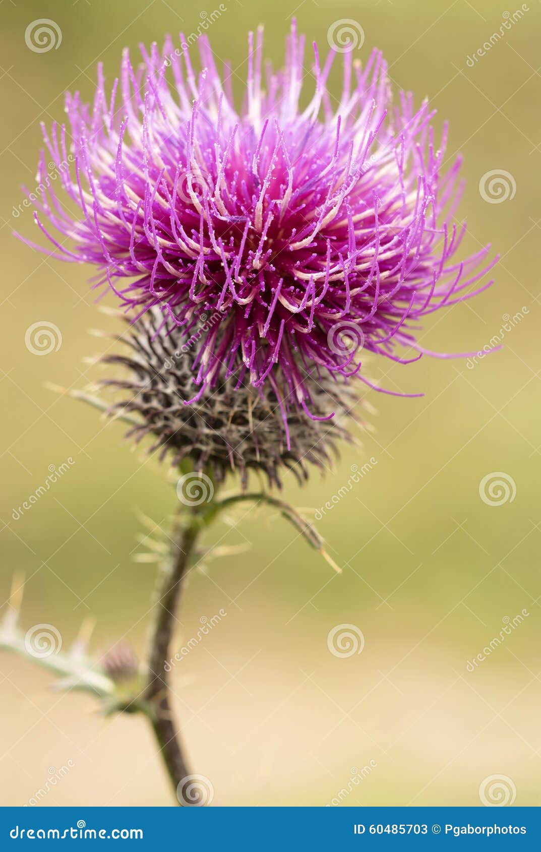 Beautiful Thistle Purple Flower Stock Image Image of summer, thorn