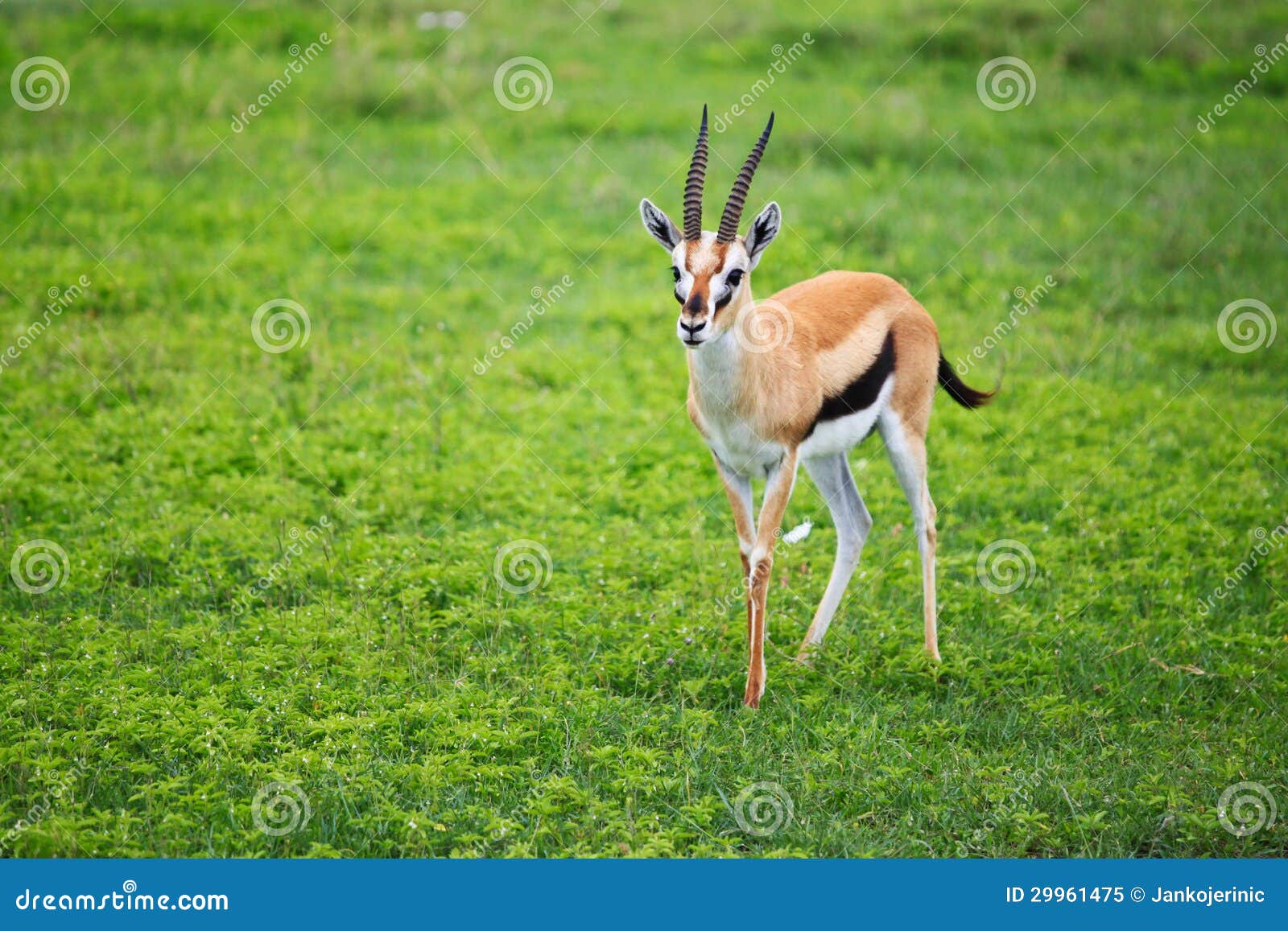 thomson gazelle