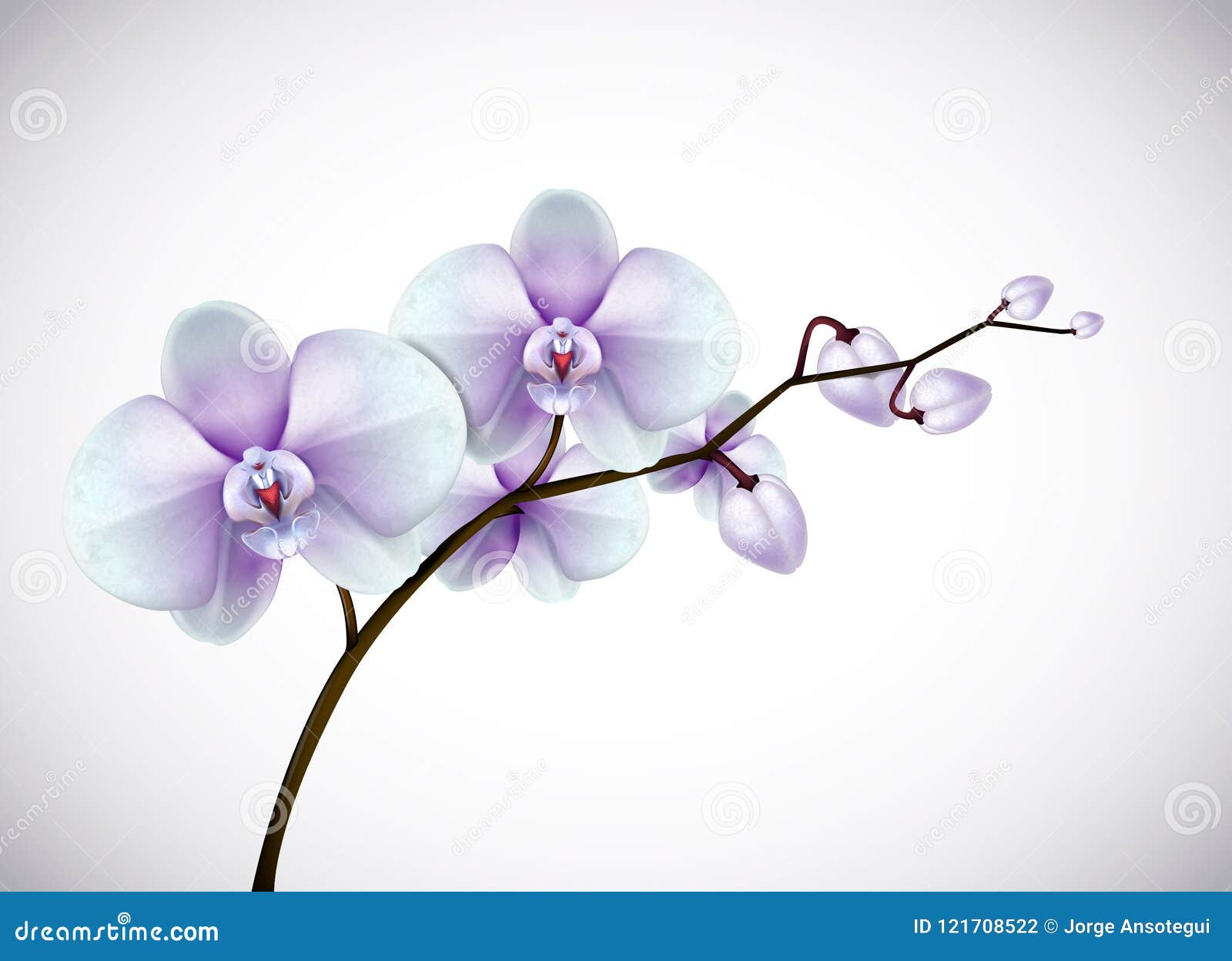 beautiful three day old white and purple orchids flowers in bran