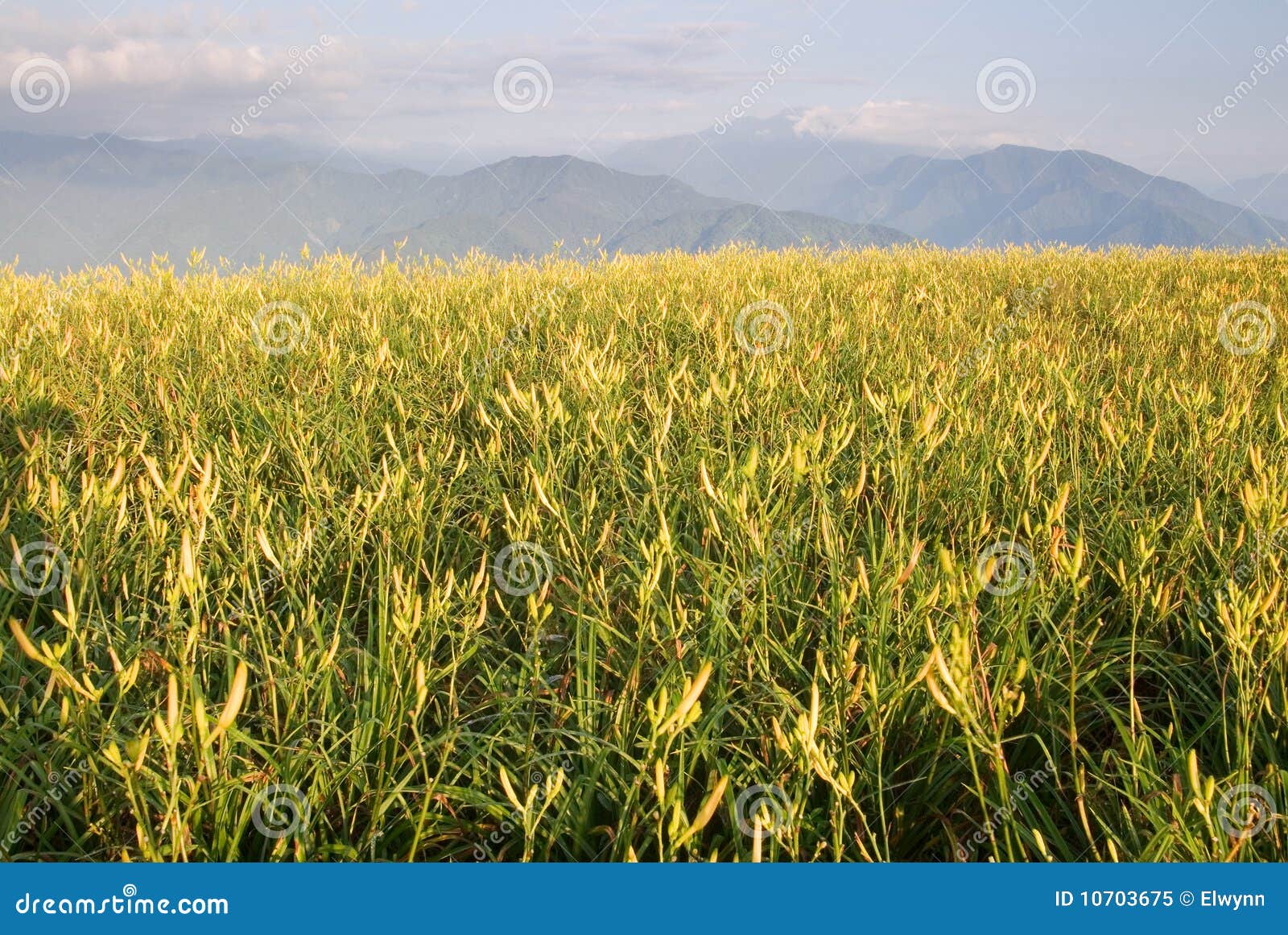 Beautiful tiger lily farm stock image. Image of field 10703675