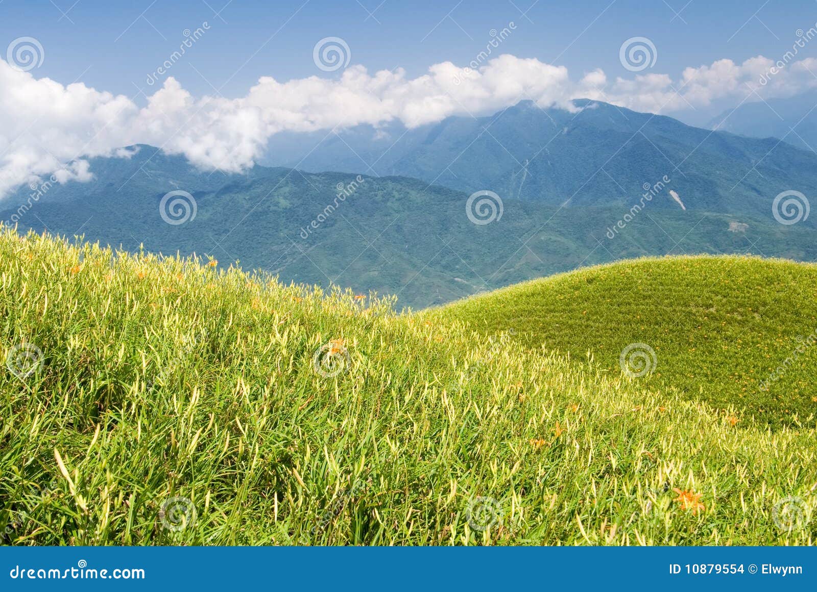 Beautiful tiger lily farm stock photo. Image of country 10879554