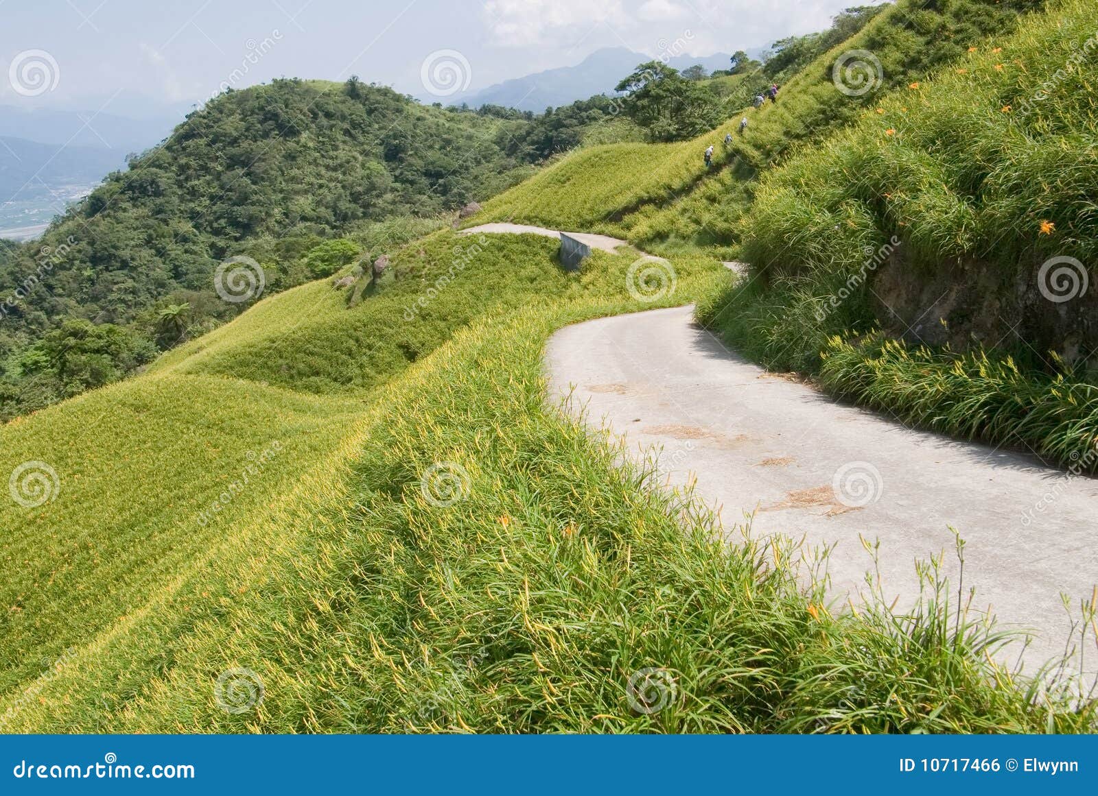 Beautiful Tiger Lily Farm and a Road Stock Photo Image of grow, land