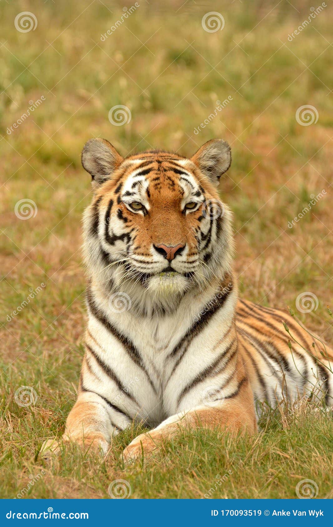 aler tiger staring on grass background