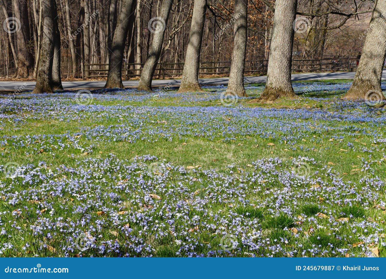 Beautiful Tiny Blue Early Snow Glories Blooming in the Early Spring