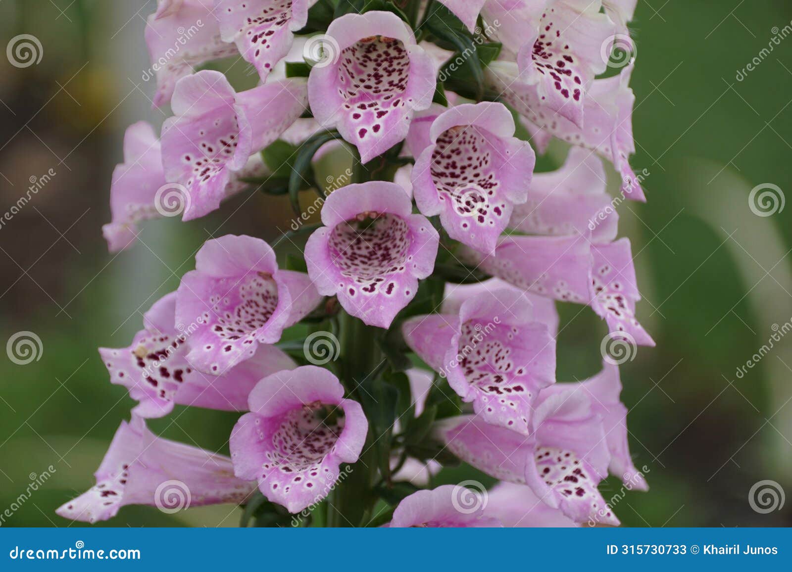 beautiful tiny purple freckles of mixed cultivars foxglove flower