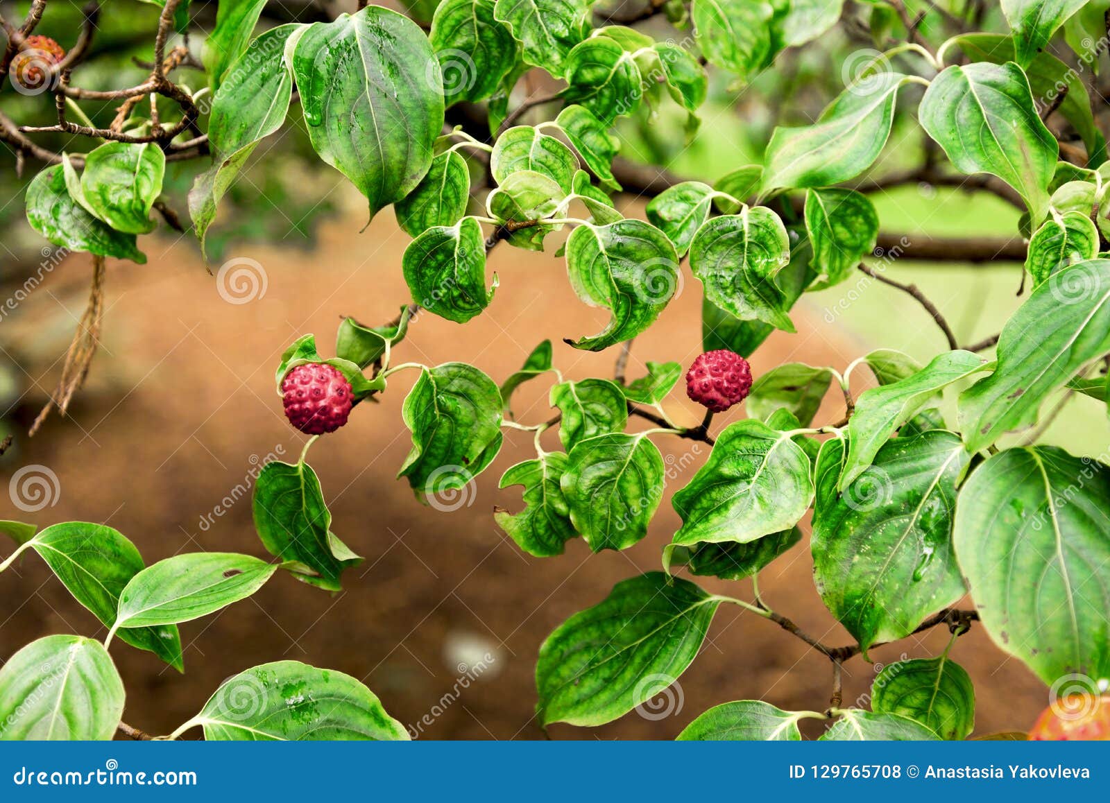 beautiful tiny red look alike berry flowers on a branch of cornus kousa chinensis in benmore botanic garden, scotland