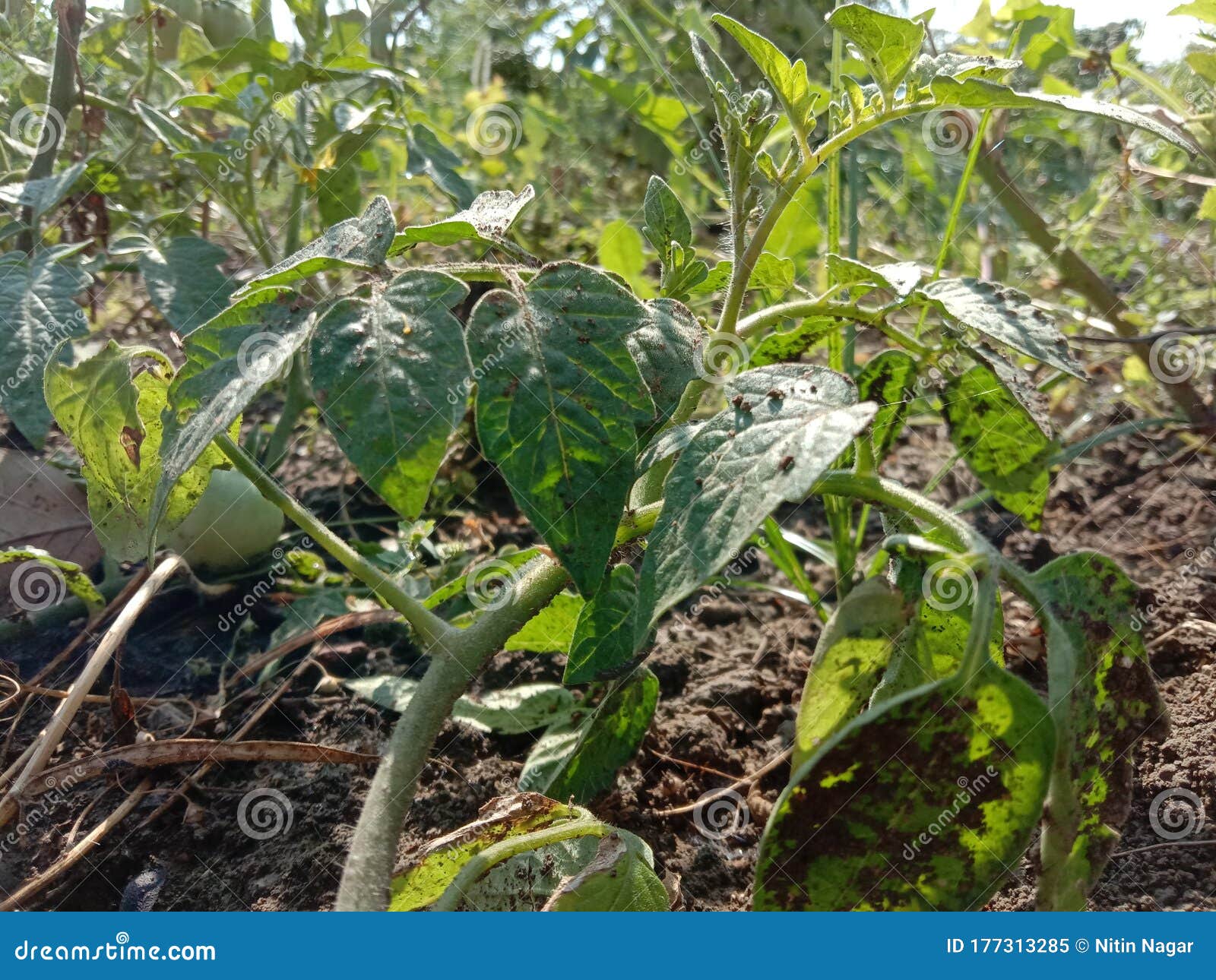 Dry plants from drought in the garden. The dried bush of a tomato