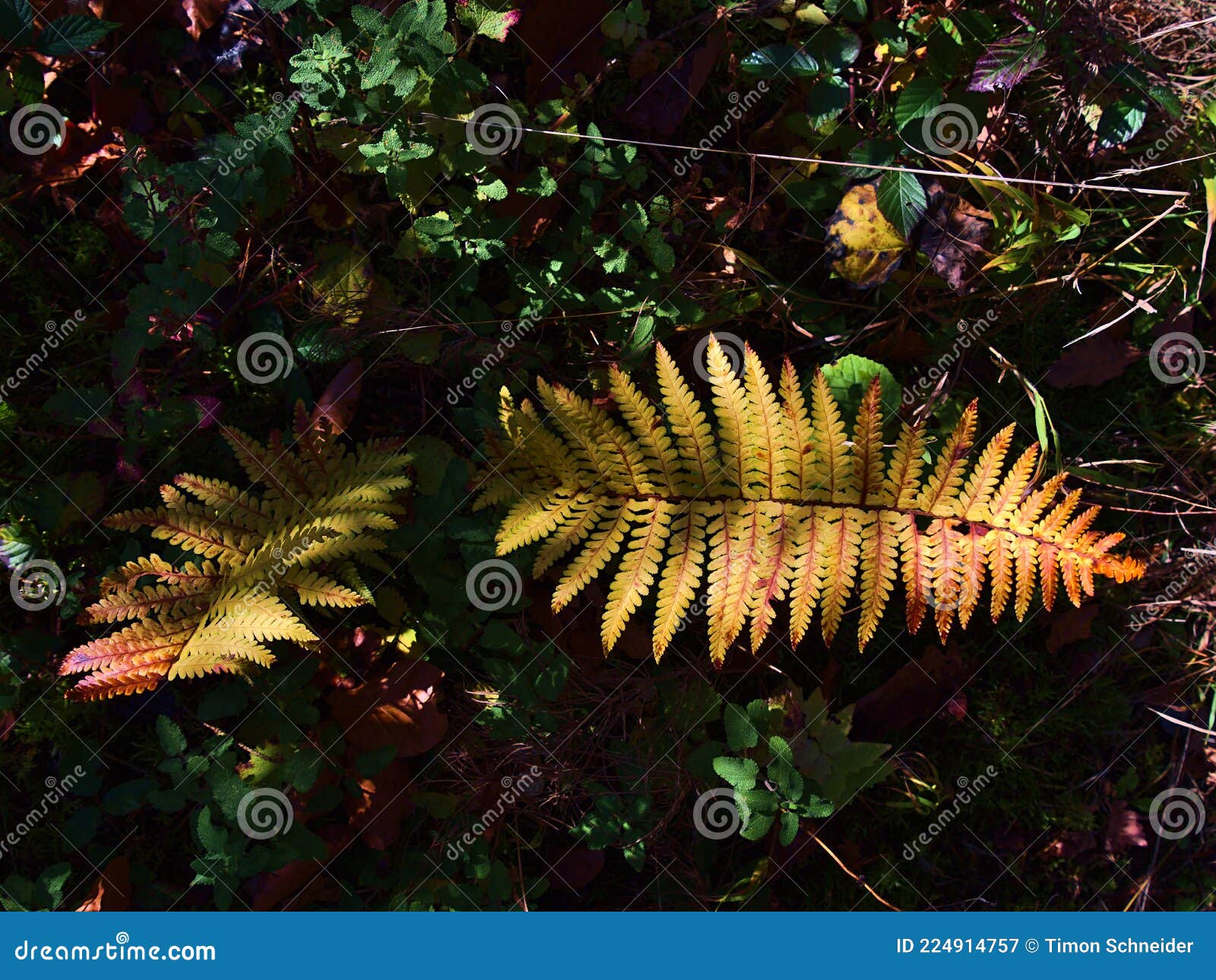 beautiful top view of two discolored fern leaves with yellow and red colors partly illuminated by the sunlight in autumn.