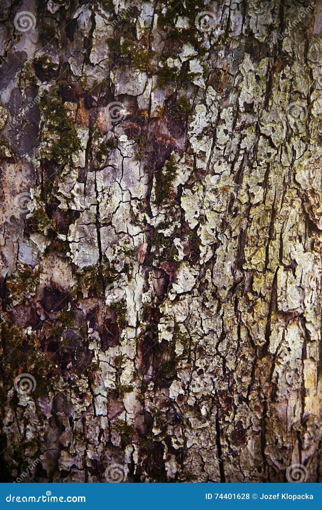 Beautiful Tree Bork Structures with Moose on Trunk. Stock Photo Image