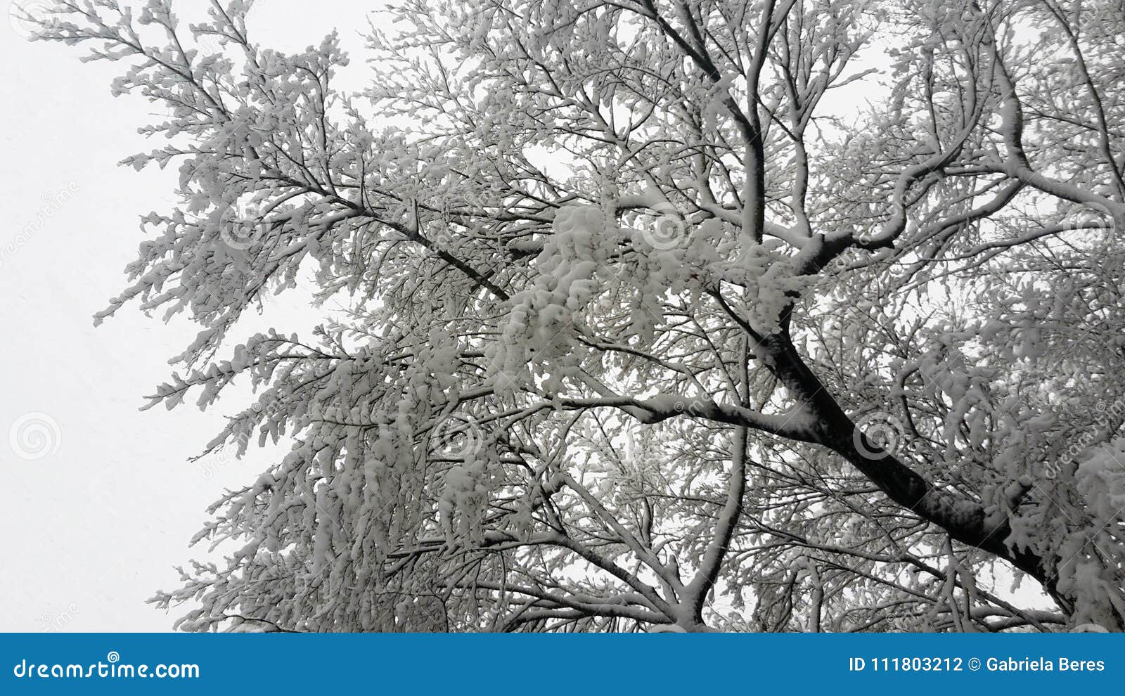 tree branches covered with snow