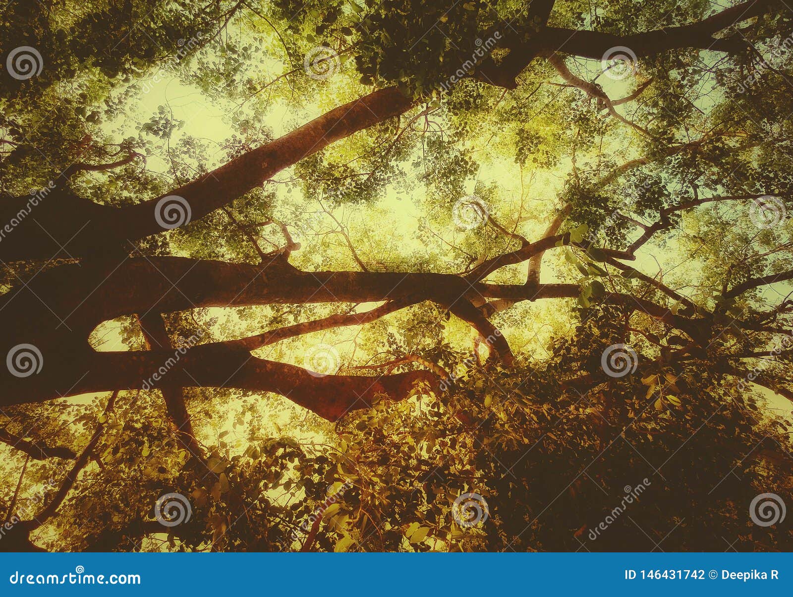 Beautiful Tree Branches with Sunset Sky Background Looks Artistic Stock