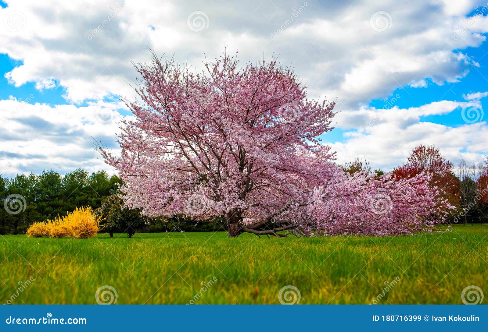 Beautiful Tree Flowers Bloom at Sunset in Spring Stock Image Image of