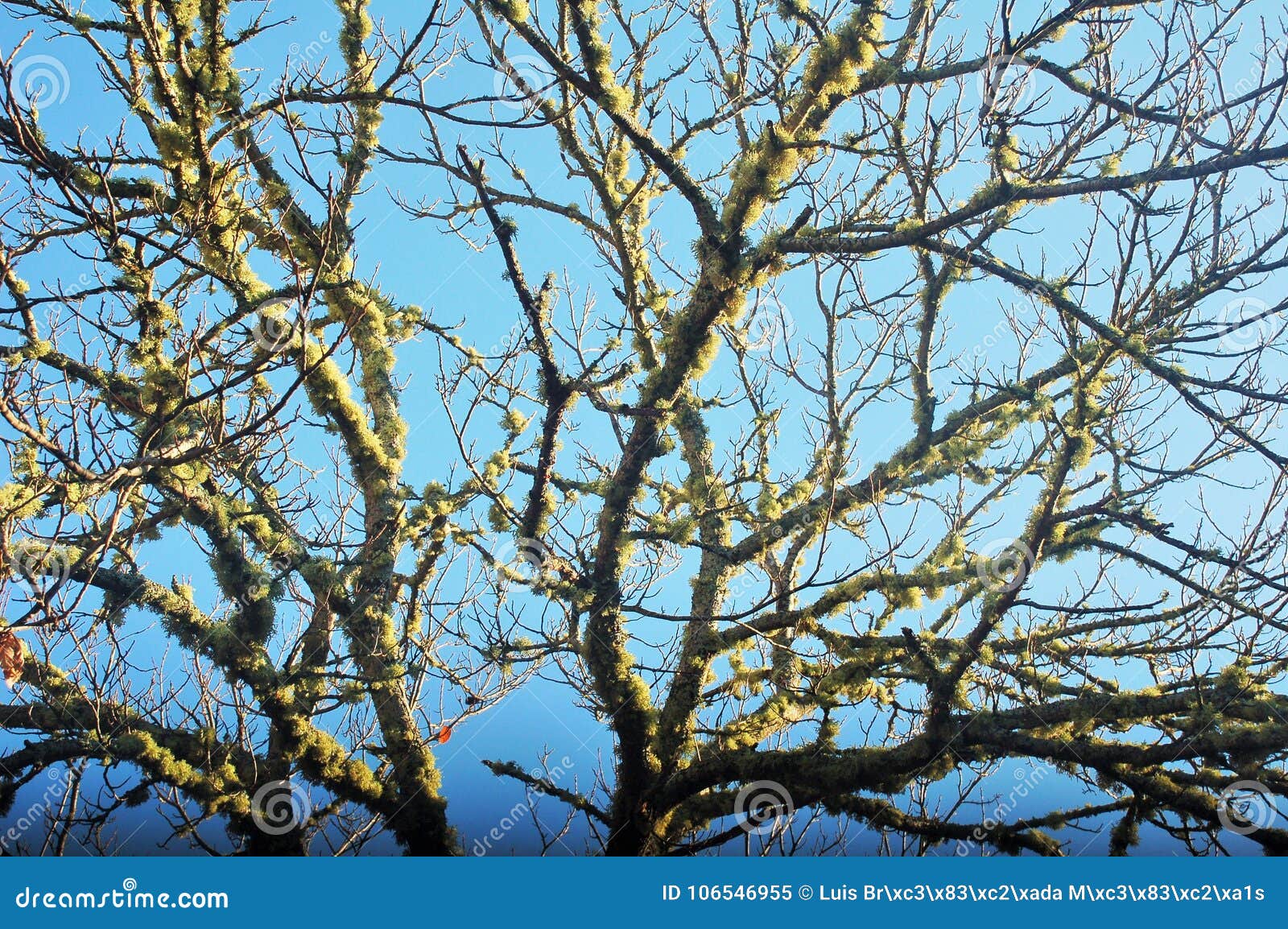 trees, branches and fern, with a blue beautiful sky leaves, grass and the sunlight in the forest