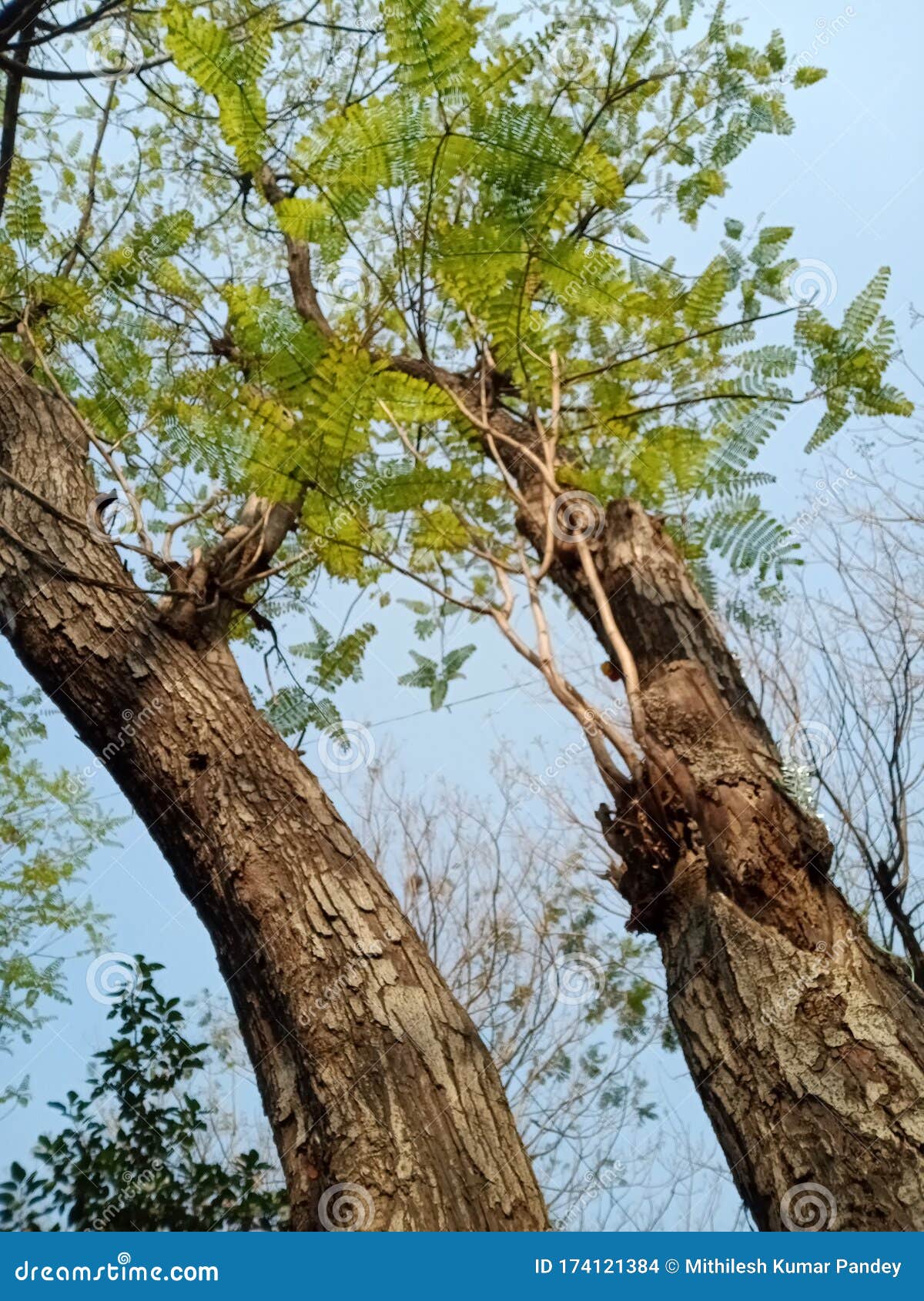 beautiful tree making beautiful isl same of sarat sadan auditorium covered by