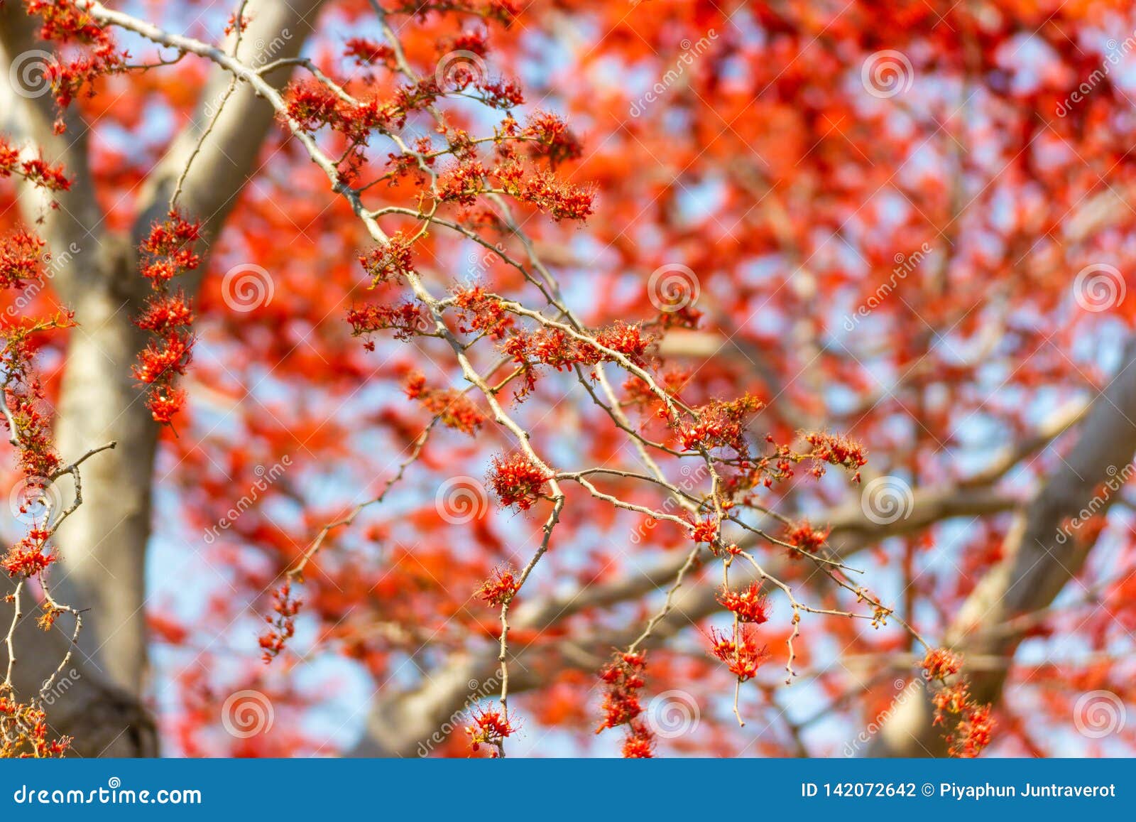 beautiful tree monkey flower tree phyllocarpus septentrionalis stock photo image of beautiful flower 142072642 dreamstime com