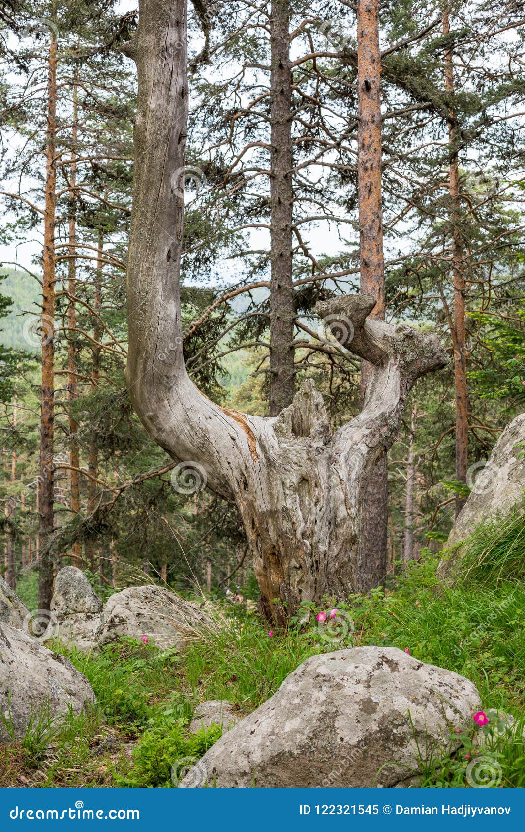 Beautiful Tree In Pine Forest Stock Image Image Of Country Bulgarian