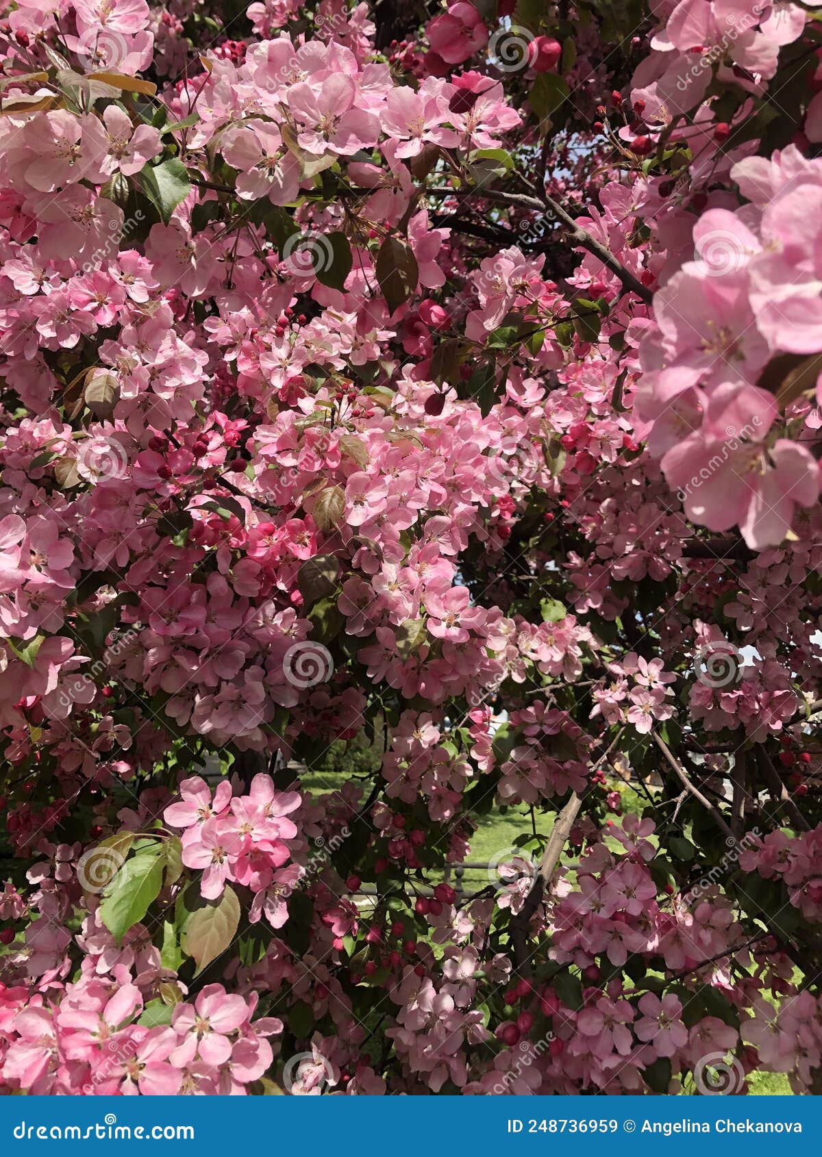 Beautiful Tree with Pink Flowers Apple Tree Stock Image Image of