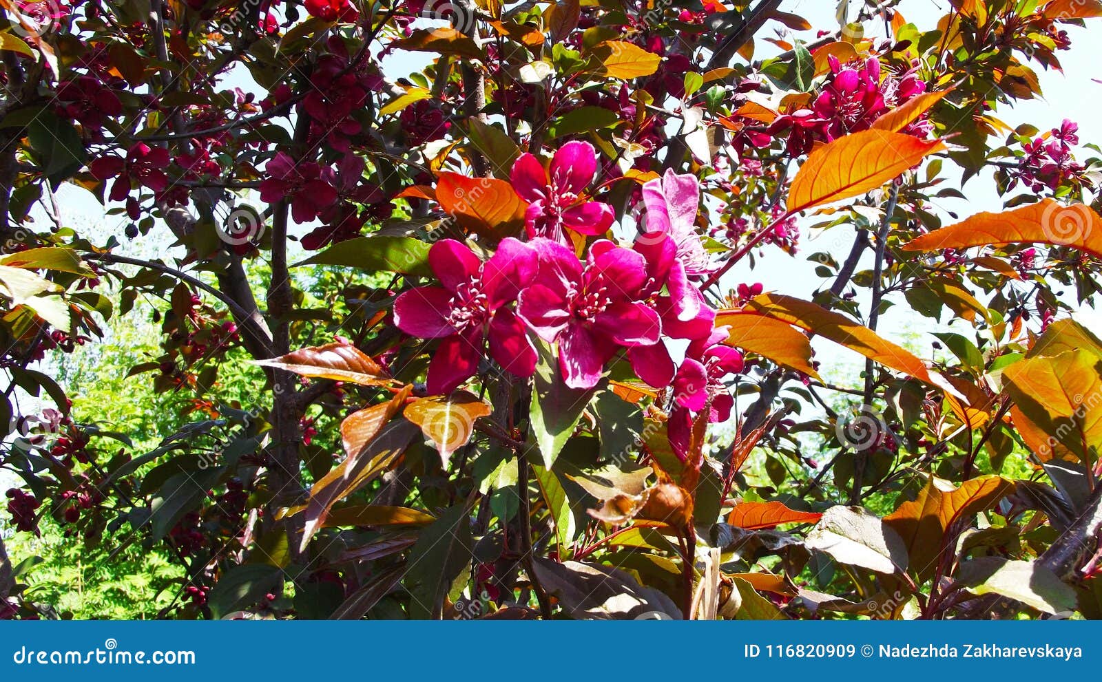 Beautiful Tree with Red Flowers. Stock Image Image of tree, spring