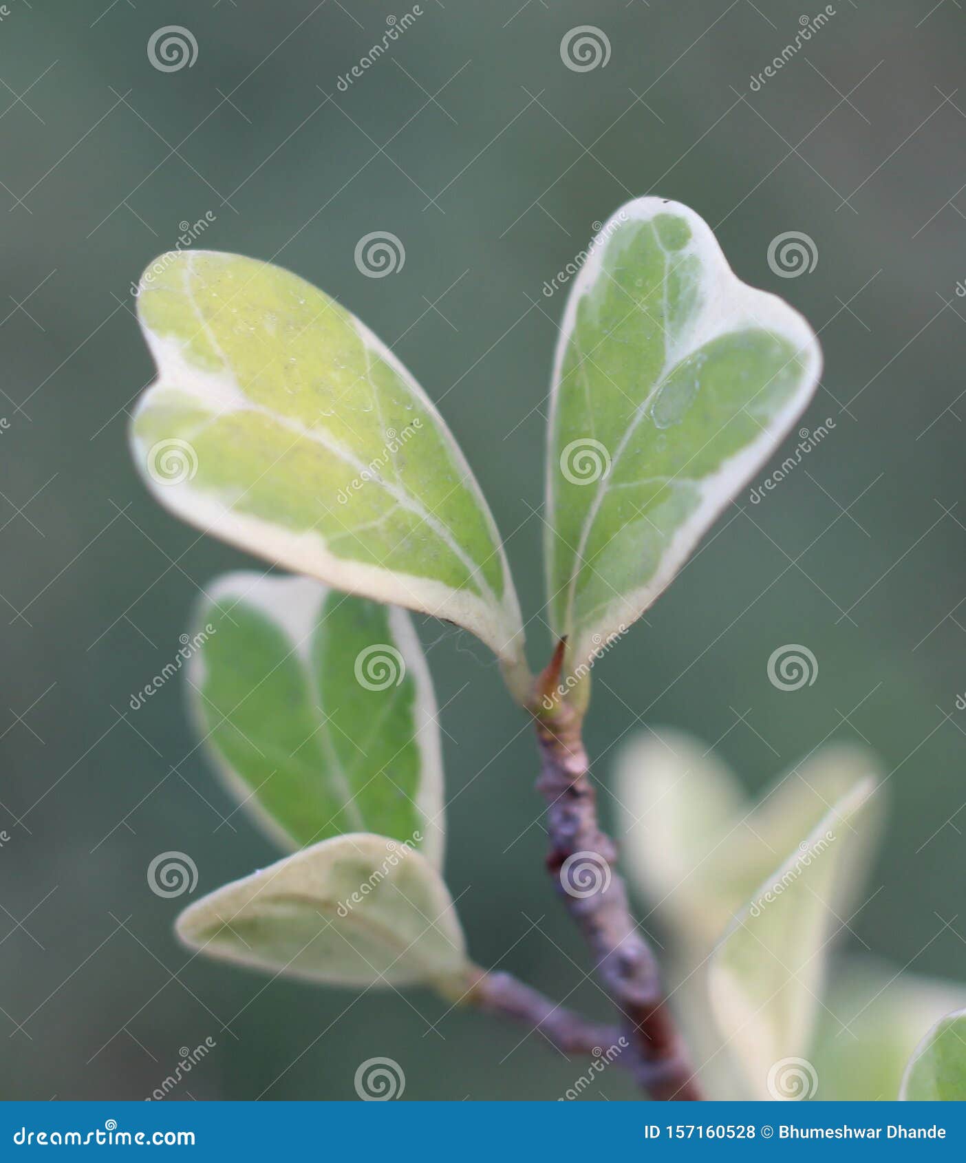 Beautiful Tree Small Leaf Wallpaper Stock Photo Image of branch, tree